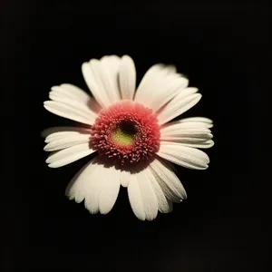 Bright Yellow Chamomile Flower Closeup in Garden