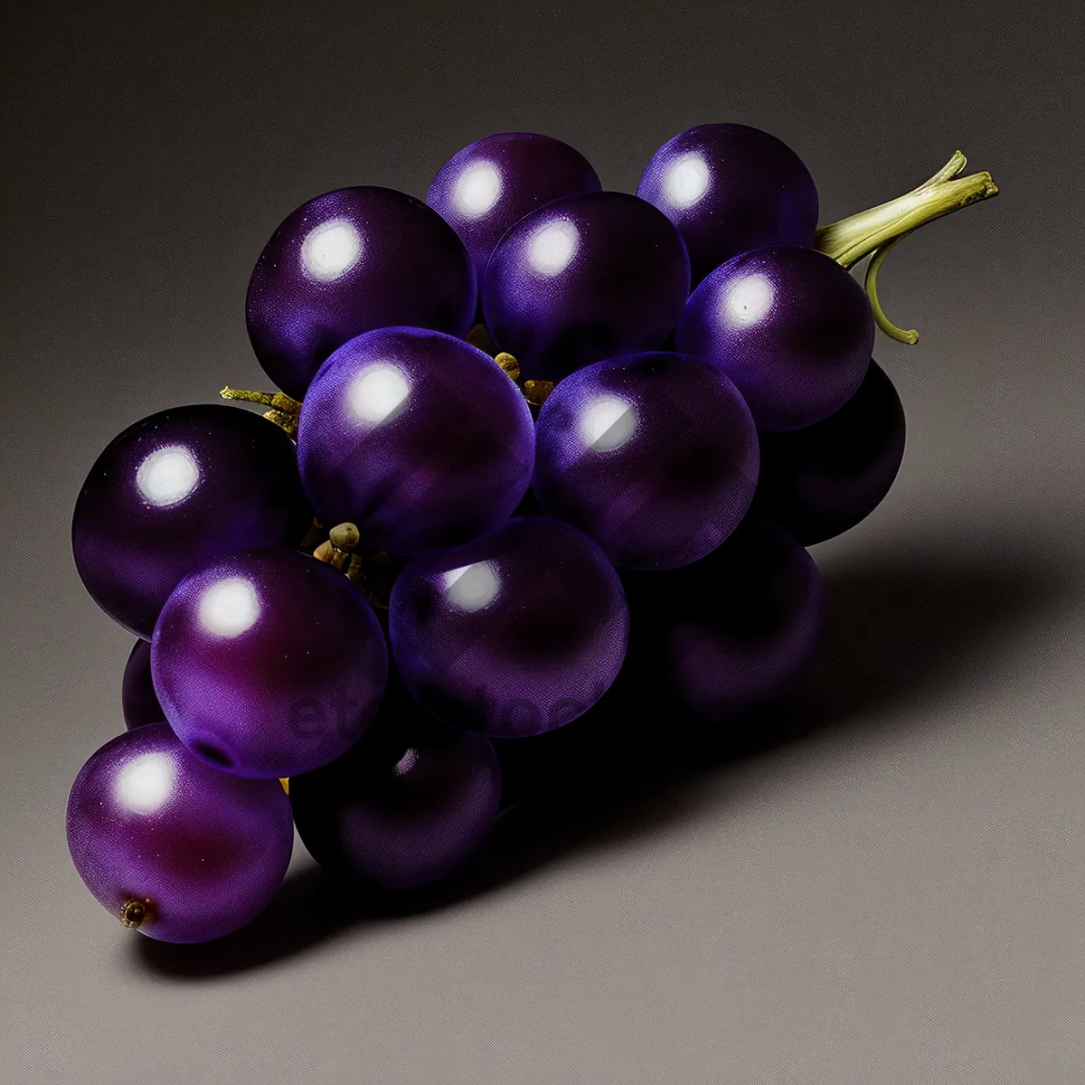 Picture of Fresh Juicy Purple Grapes in Vineyard Harvest Cluster