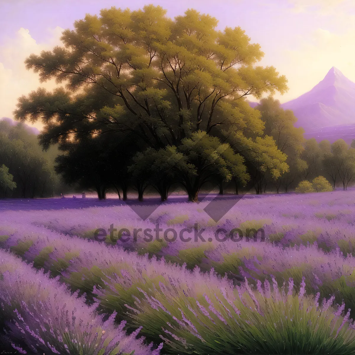 Picture of Lavender Field Under a Clear Sky