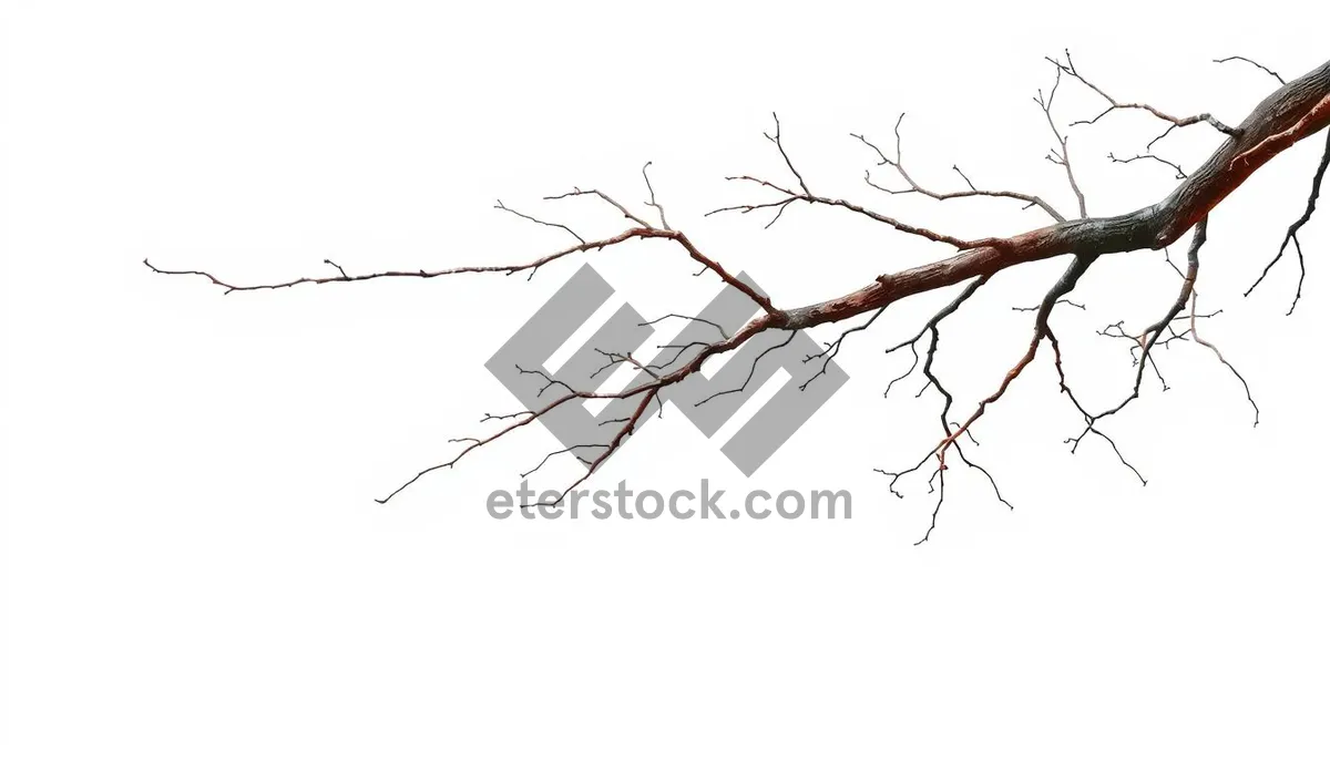 Picture of Winter Tree Silhouette Design Branches Season Concept