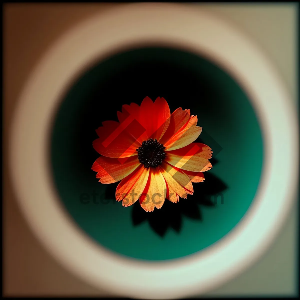 Picture of Blossoming daisy in yellow floral cup.