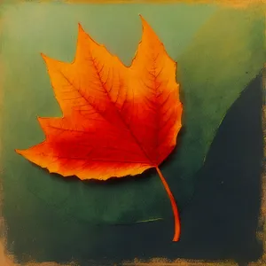 Vibrant Maple Leaf in Autumn