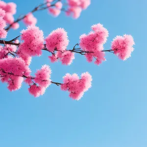 Colorful Blossoming Mimosa Flower in Garden