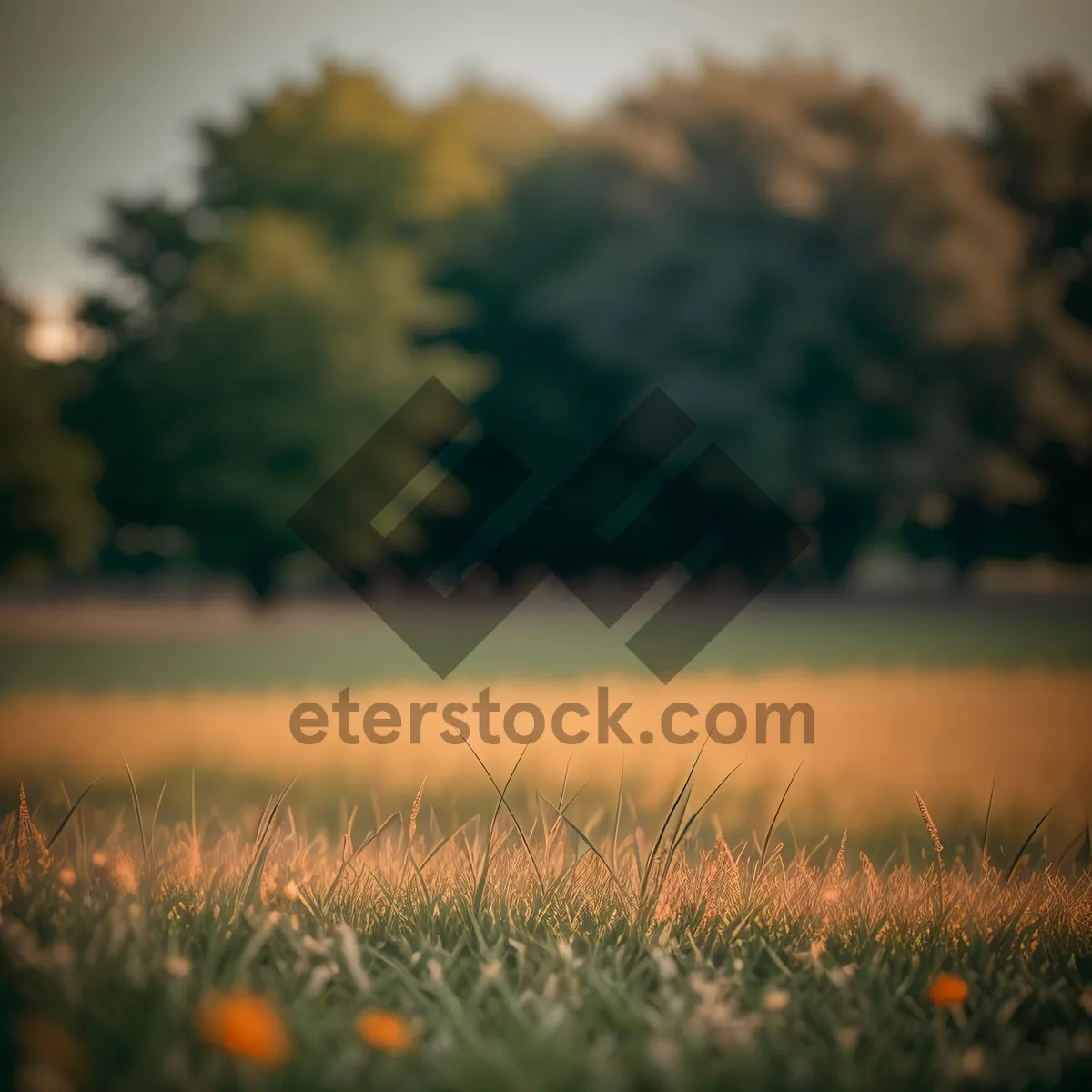 Picture of Vibrant Sunset Over Rural Meadow and Tree