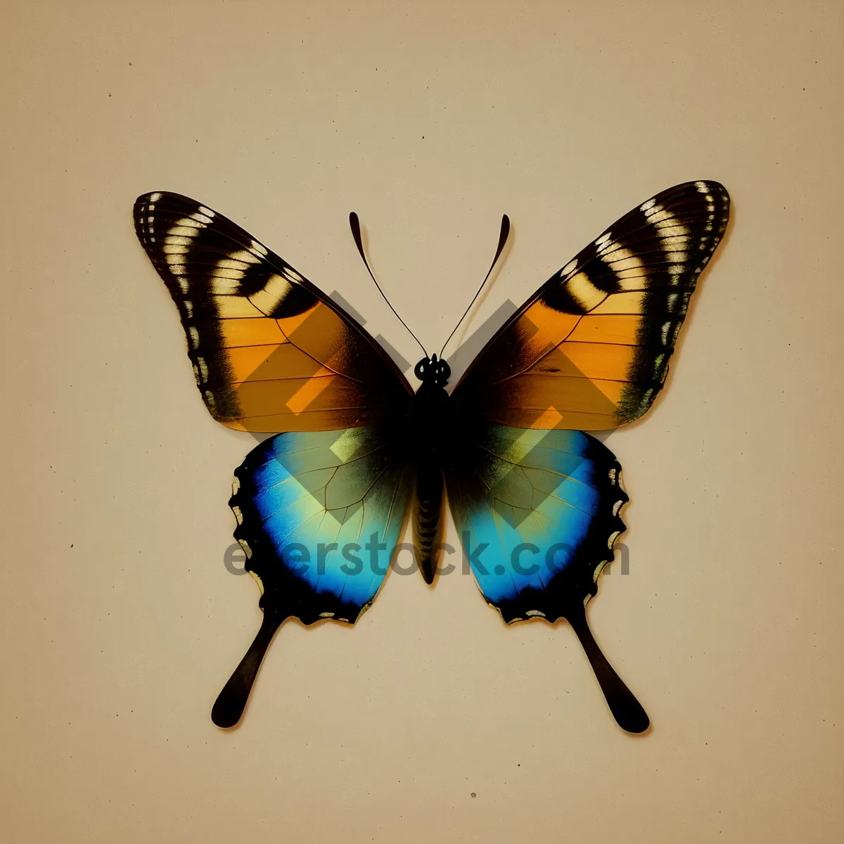 Picture of Colorful Butterfly on Orange Flower