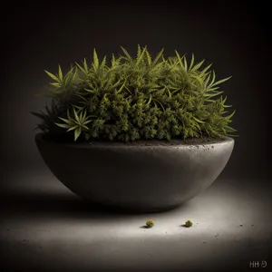 Herbal Tea in Leafy Green Pot