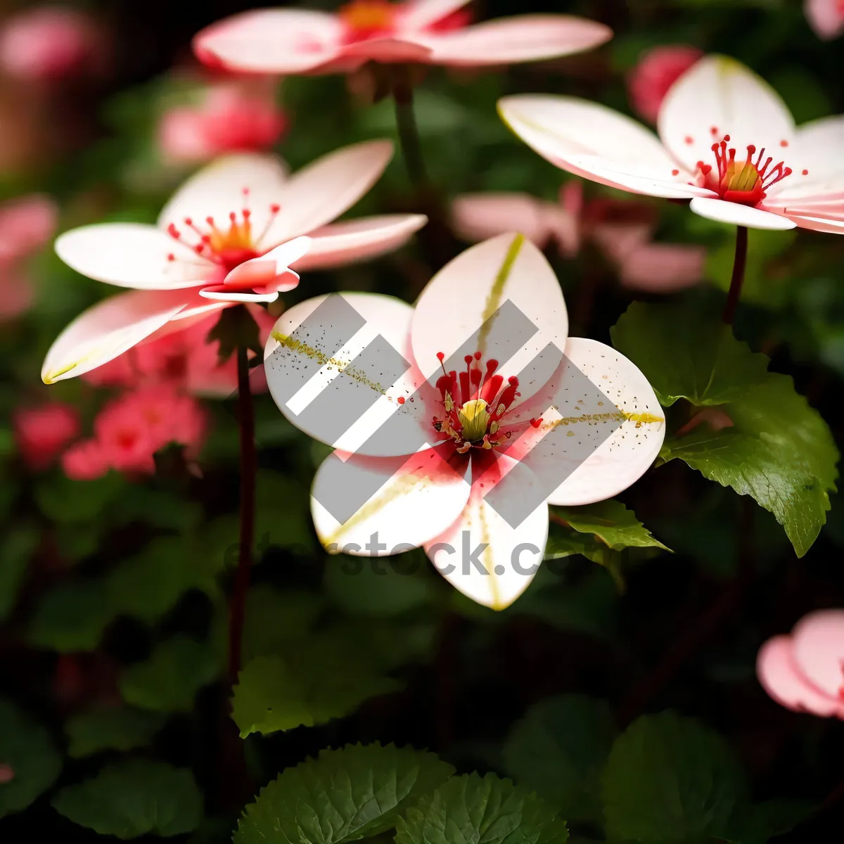 Picture of Pretty Pink Blooming Flower in Garden