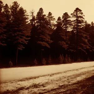 Winter Wonderland: Majestic Snowy Forest Landscape