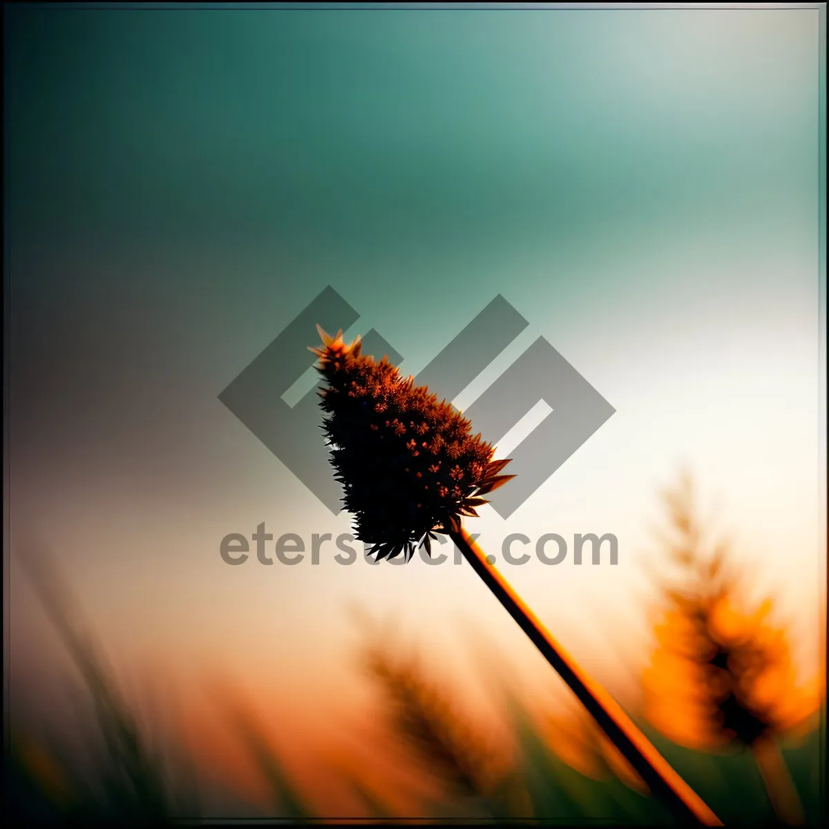 Picture of Poker Plant in Full Bloom: Vibrant Yellow Summer Flora