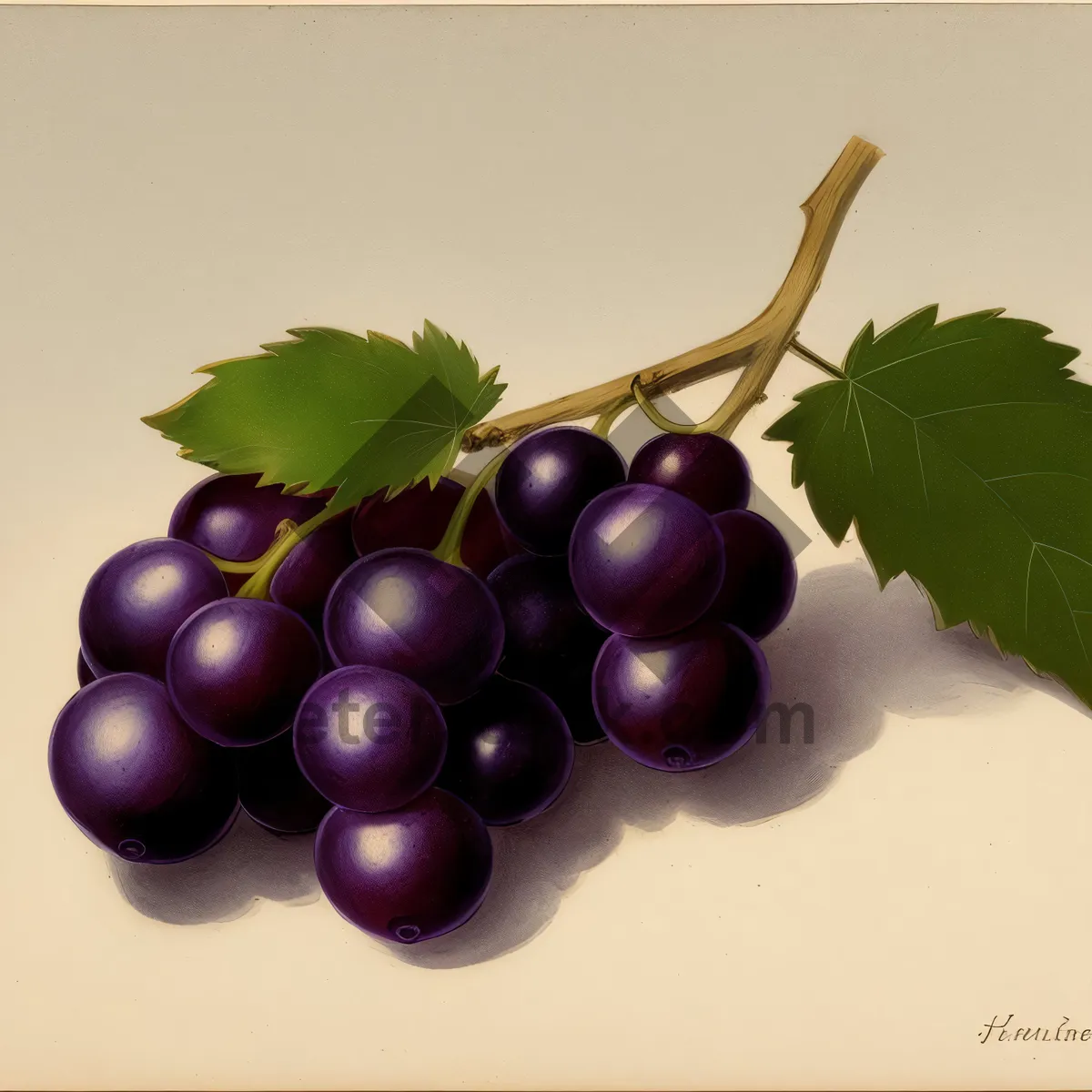 Picture of Ripe, Juicy Grape Cluster - A Burst of Vitamin-Packed Sweetness!