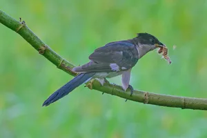 Wild bird perched on tree branch at night.