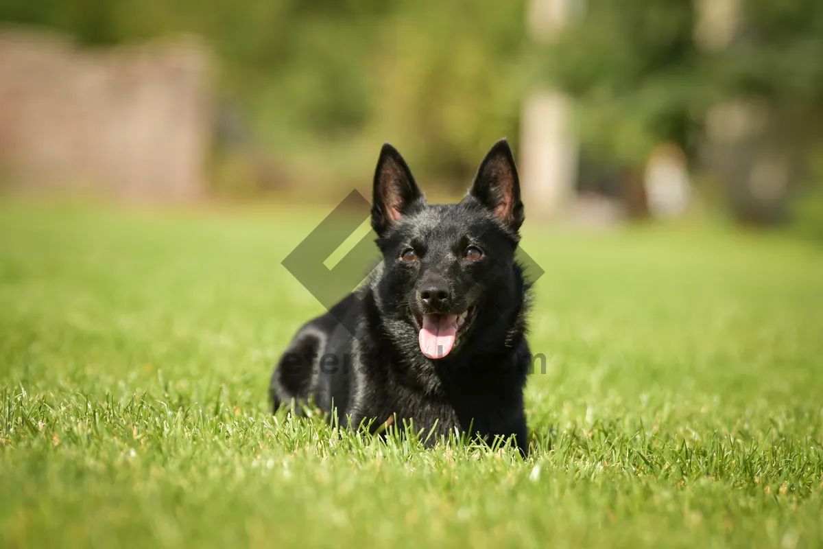 Picture of Adorable black puppy shepherd dog portrait