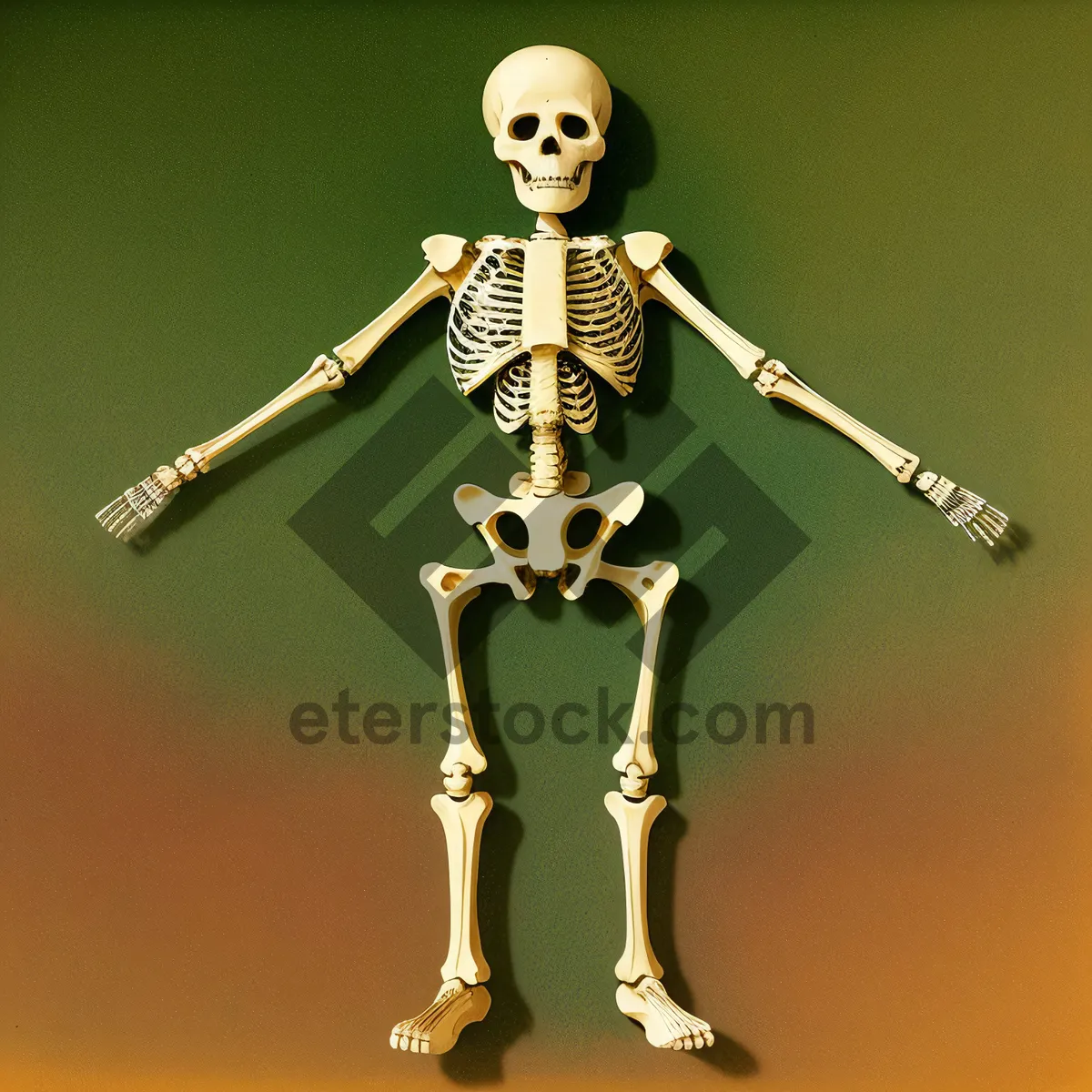 Picture of Anatomical Skeleton Figure - Male Human Body