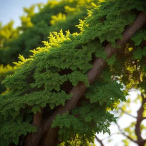 Lush Green Asparagus Fern in Forest Landscape