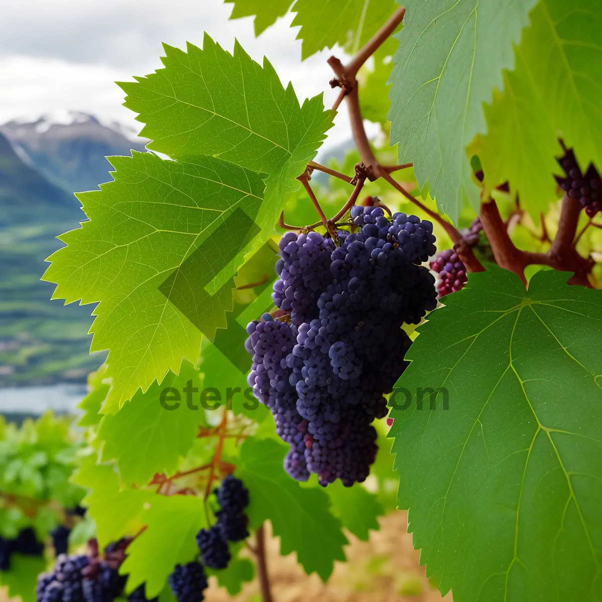 Picture of Ripe Mulberry Grapevine in Vineyard Harvest