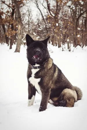 Winter portrait of cute pet dog in the snow