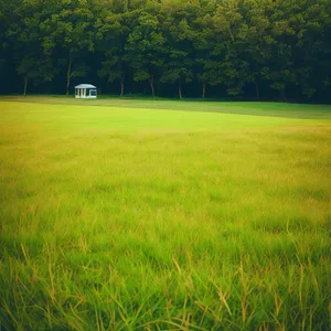 Golden Rice Field Under Summer Sky