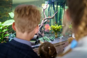 Child looking at fish in aquarium.