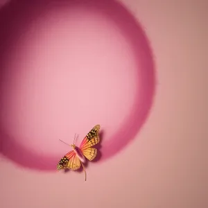 Insect Lacewing Resting on Ladybug Under Light