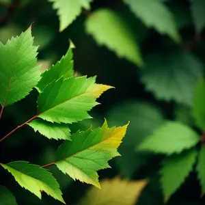 Vibrant Maple Leaf in Lush Green Forest