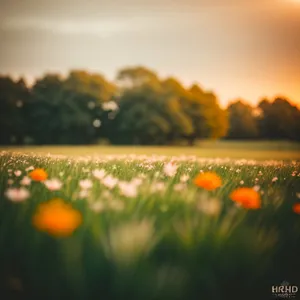 Vibrant Sunset Over Coastal Meadow