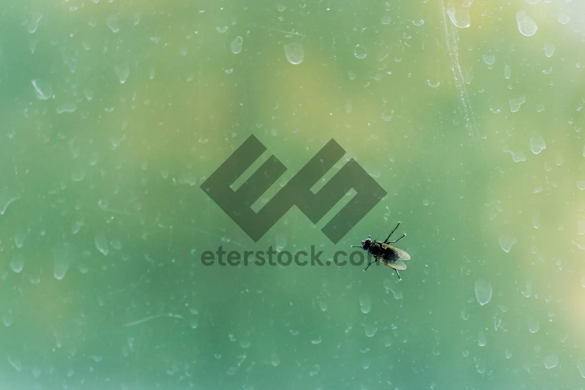 Picture of Close-up of spider on water with insect prey