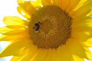 Vibrant sunflower blossom against a sunny sky