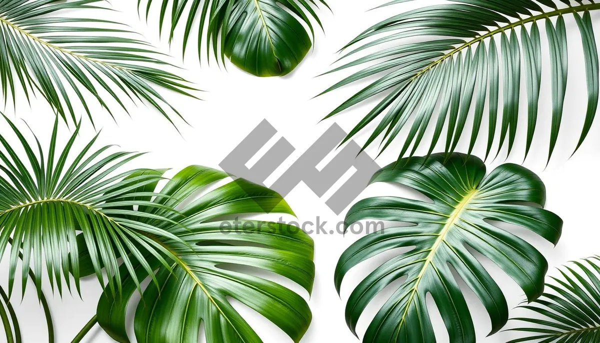 Picture of Greenery Tree Branch Pattern Design Element