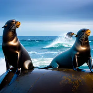 Sun-kissed Beach Getaway with Playful Sea Lion