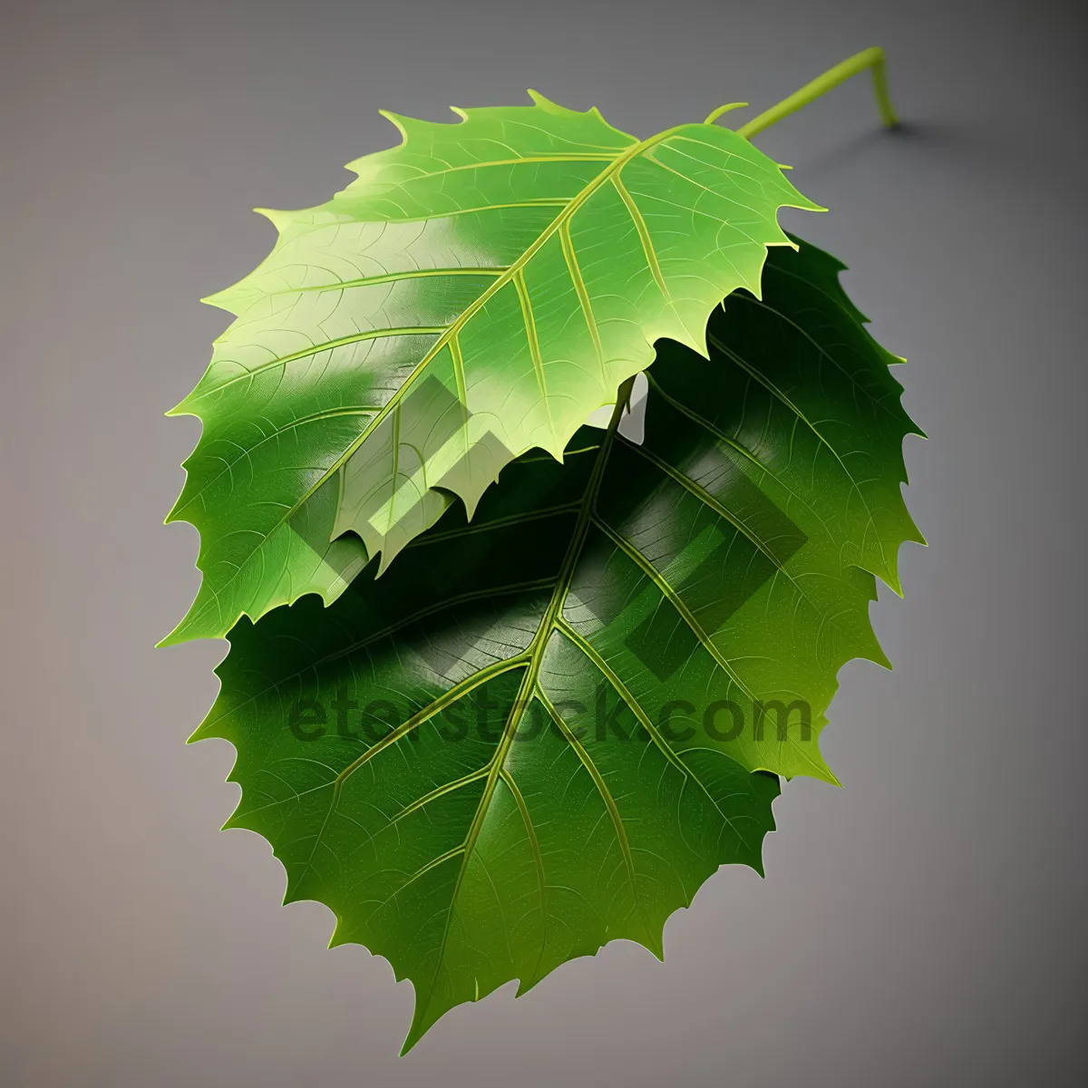 Picture of Vibrant Summer Foliage in a Lush Green Forest