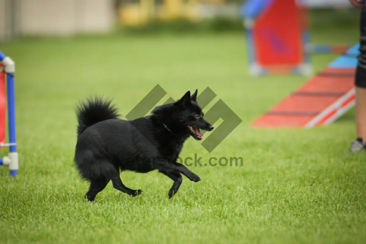 Picture of Dog is running in grass. She has so nice face. She is so patient model.