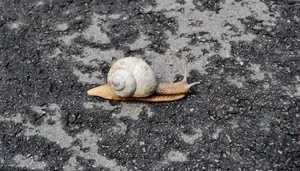 Brown snail crawling in garden with slimy trail.