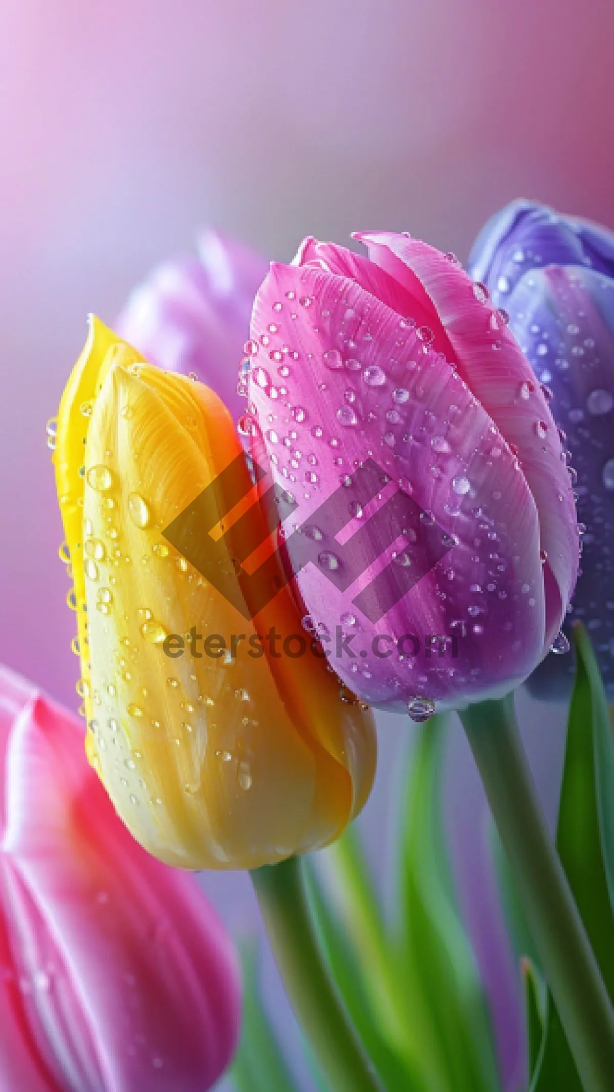 Picture of Colorful Spring Blooms: Rose Garden Bouquet in Full Bloom