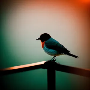 Wild Magpie with Feathered Wings Perched on Tree