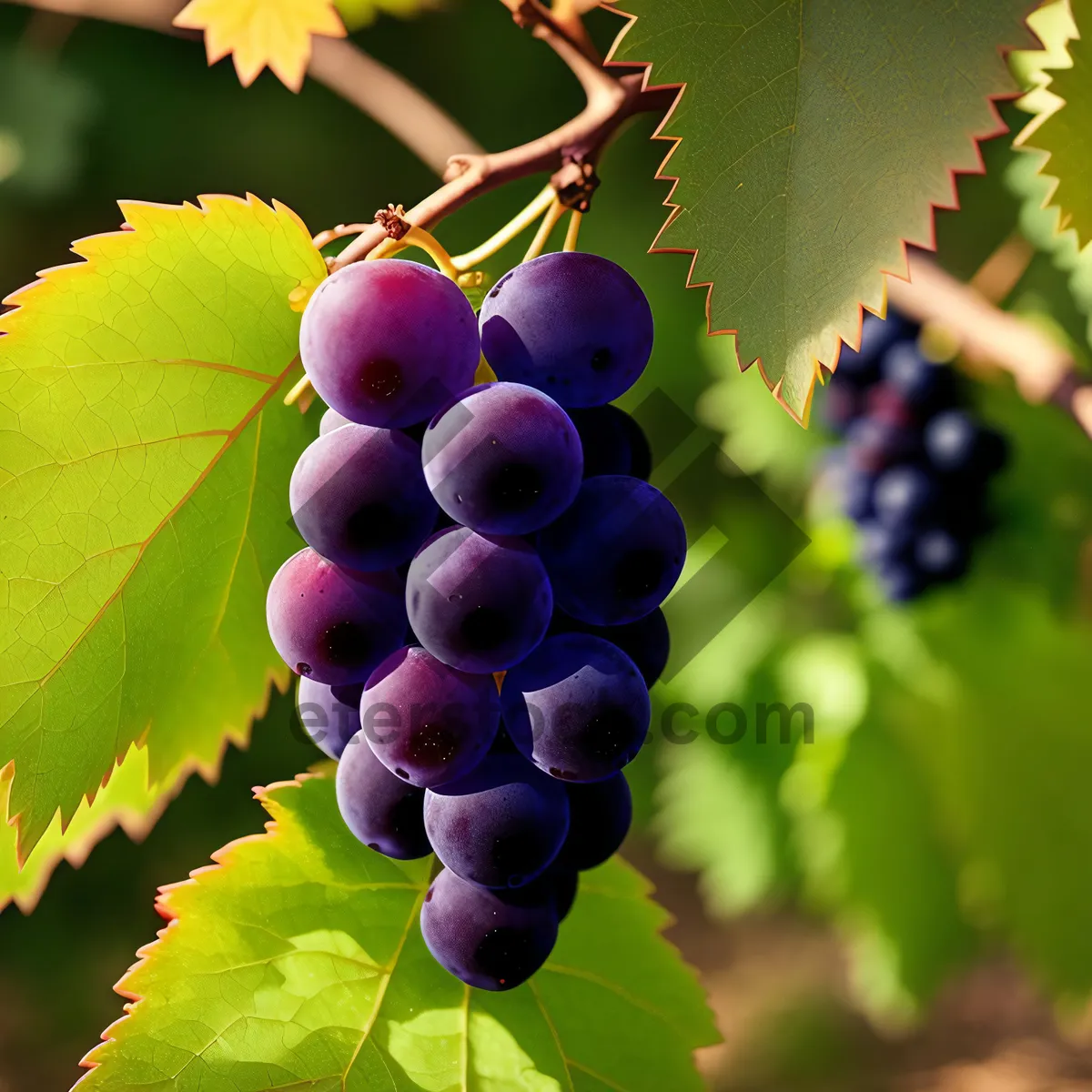 Picture of Luscious Harvest: Abundant Purple Grapes on the Vine