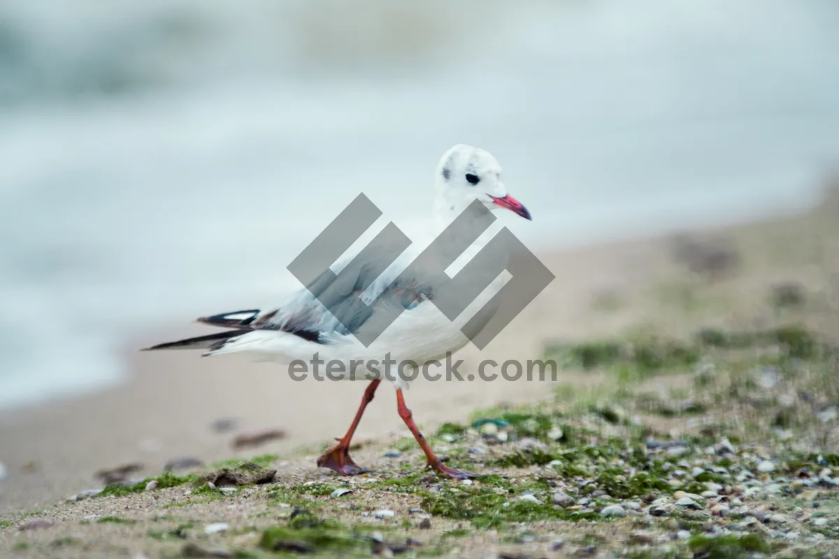 Picture of Coastal Seagull Soaring Above the Sea Waters