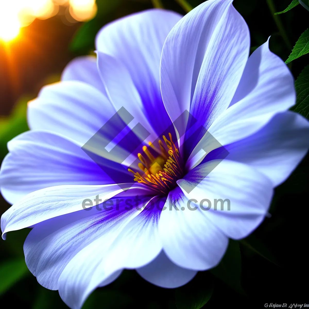 Picture of Crocus Blooming: Vibrant Yellow Petals in Summer Garden