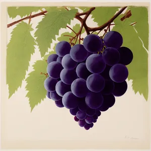 Autumnal Juicy Grape Cluster on Vine
