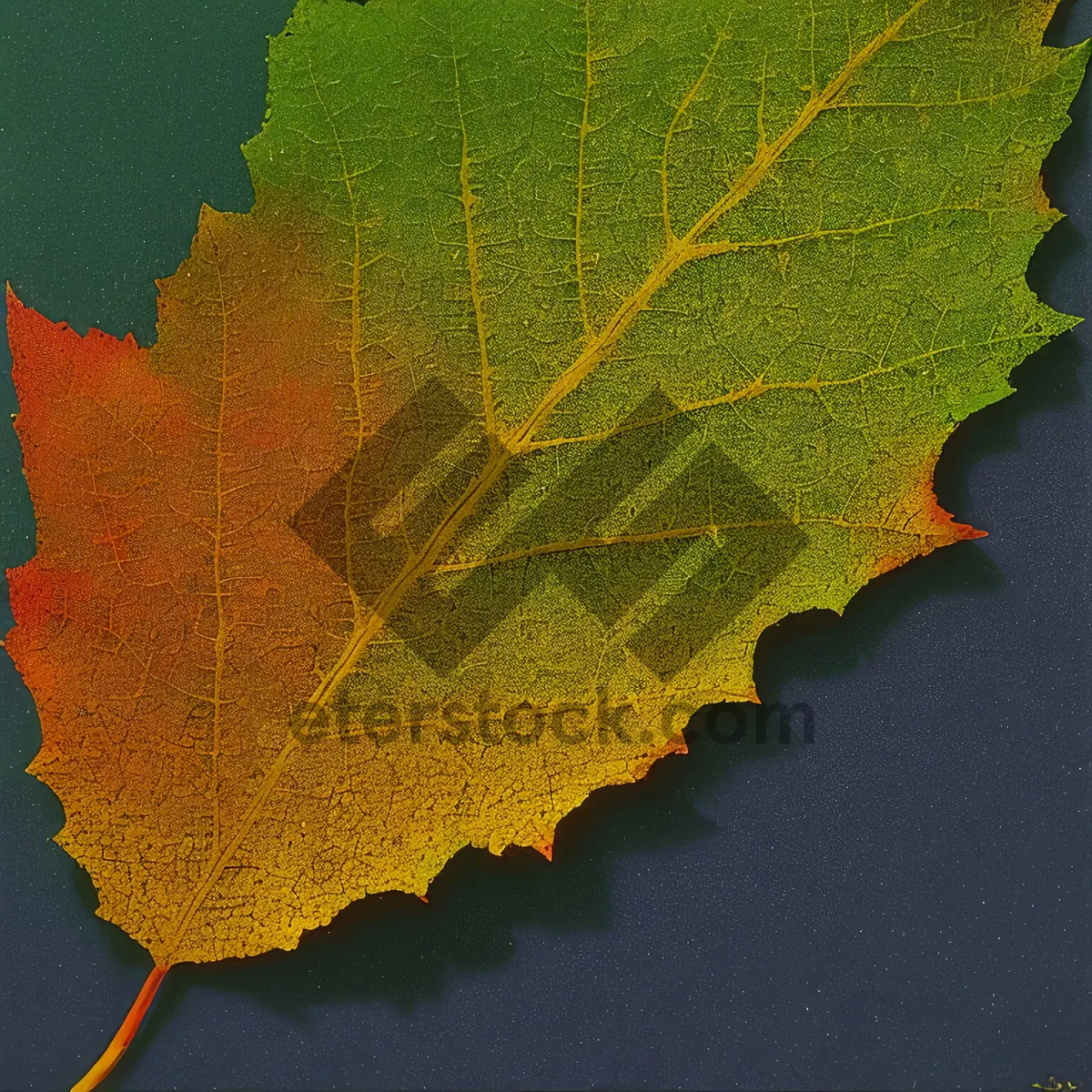 Picture of Autumn Maple Leaf - Vibrant Seasonal Foliage