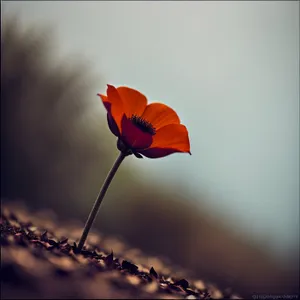 Yellow Poppy Blooming in Summer Garden