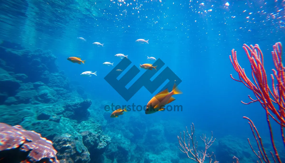 Picture of Colorful Fish Swimming in Tropical Coral Reef.