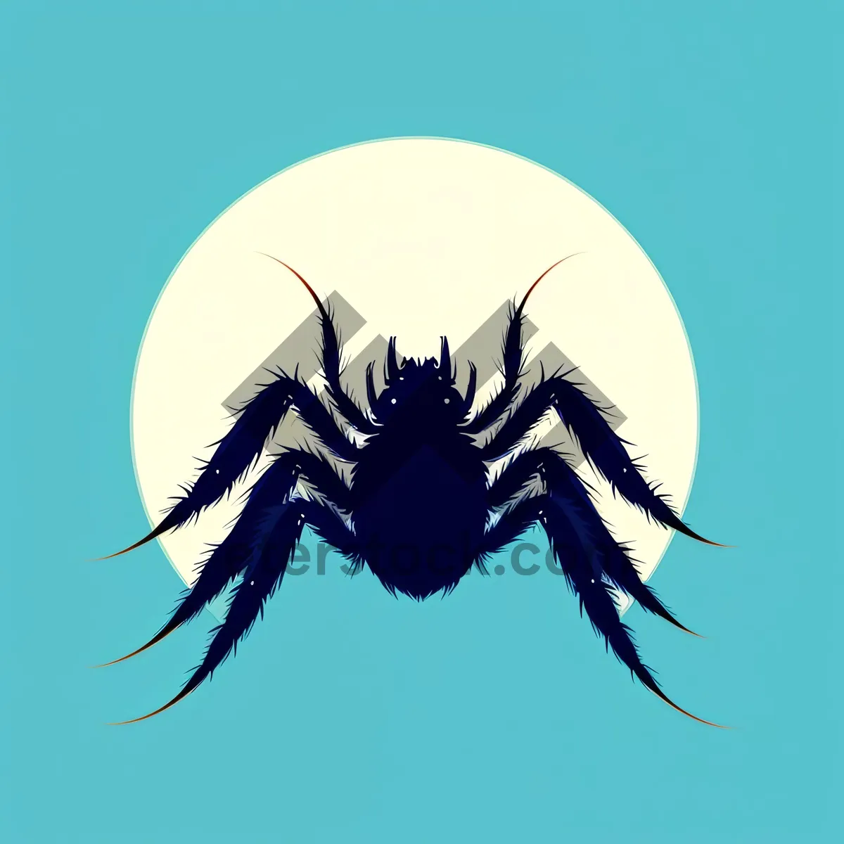 Picture of Black Barn Spider - Invertebrate Arachnid Image