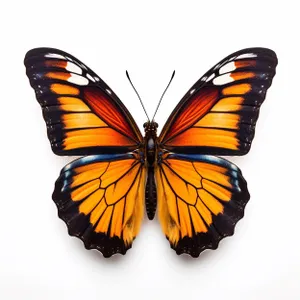 Colorful Monarch Butterfly Closeup on Orange Flower