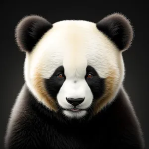 Giant Panda - Adorable Wildlife Bear in Zoo