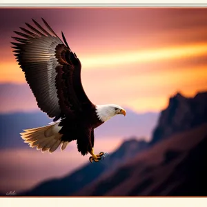 Bald Eagle Soaring with Majestic Wings
