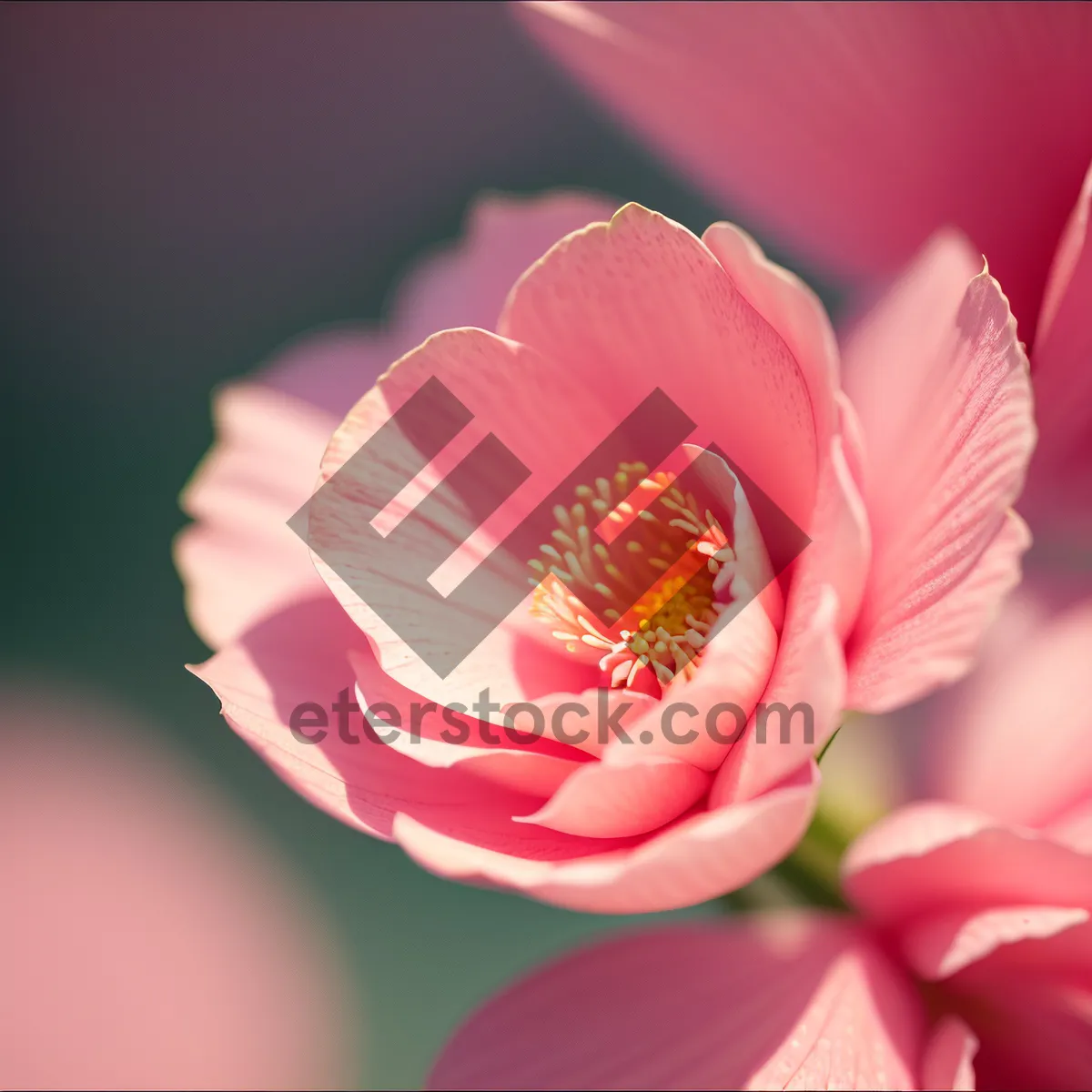 Picture of Pink Tulip Blossom in Spring Garden