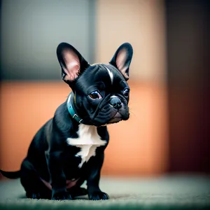 Cute Bulldog Puppy with Wrinkles and Playful Expression