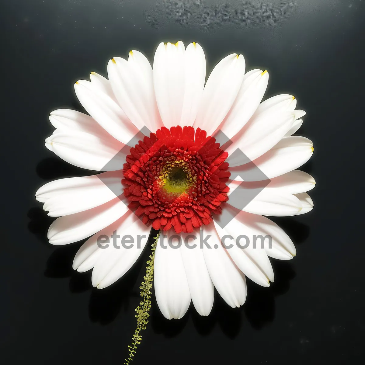 Picture of Close-up of Bright Yellow Daisy Flower Petals