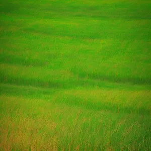 Vibrant Summer Greenery: Lush Meadow Texture