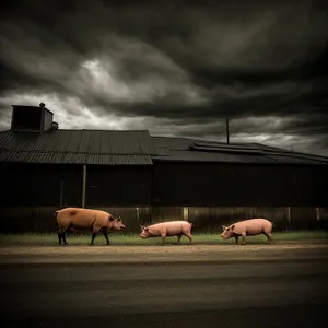 Horses Grazing in a Rural Pasture